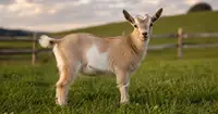 Can a Nigerian Goat Doeling Get Bred at 4 Months? Risks, Safe Age, and What to Do