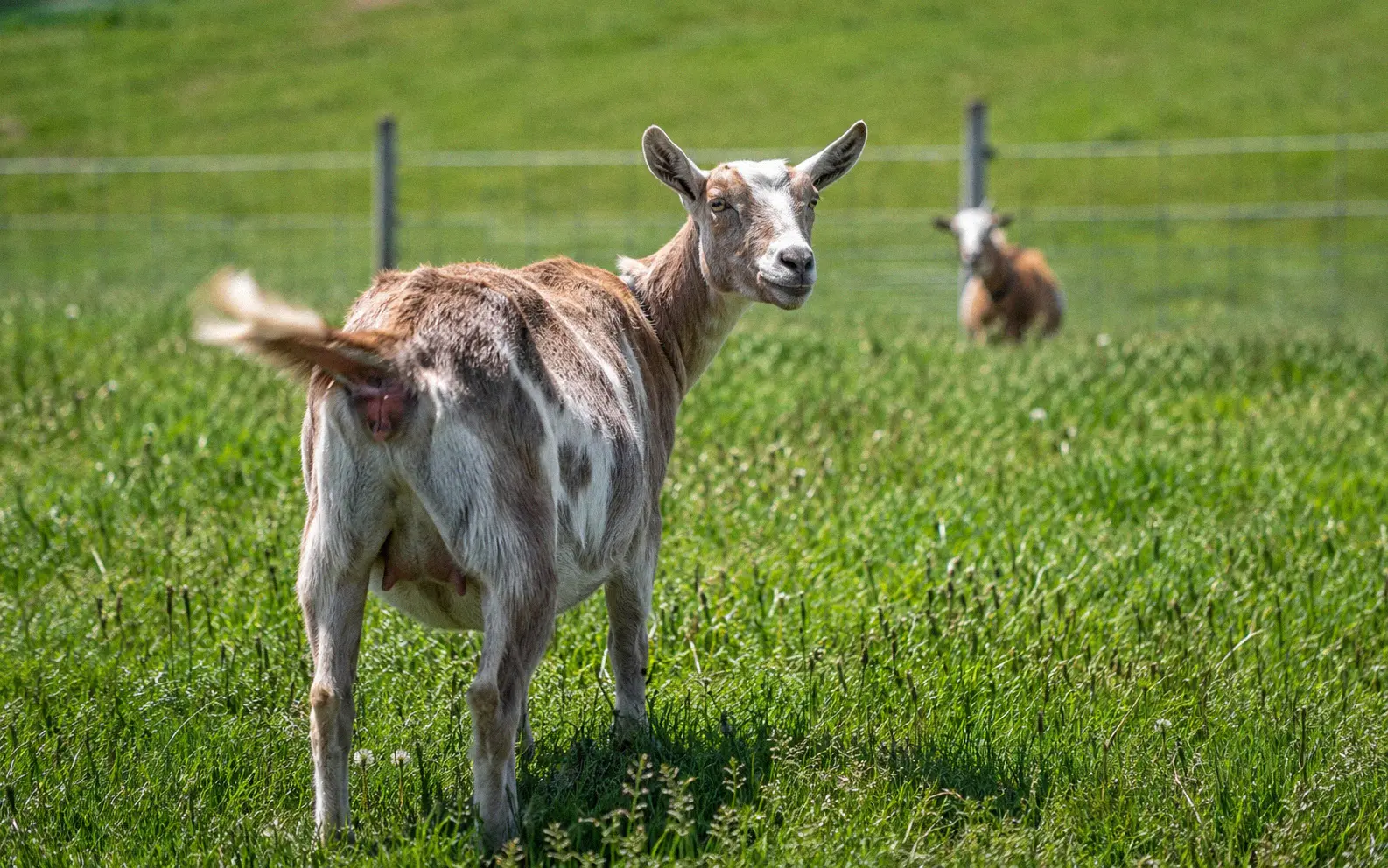 A veterinarian examining a young Nigerian Dwarf doe for kidding readiness