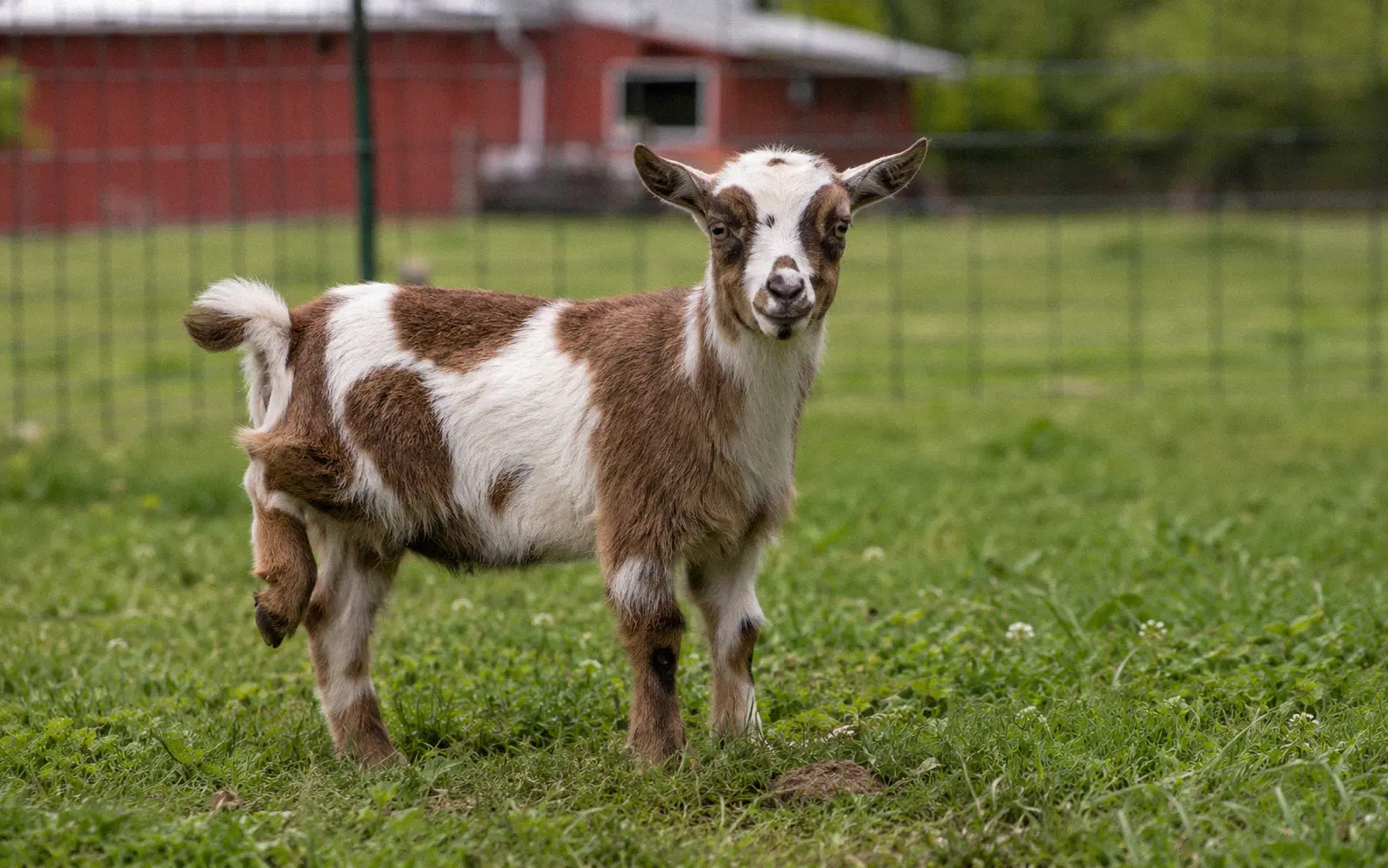 A Nigerian Dwarf doe displaying tail flagging, a classic sign of heat