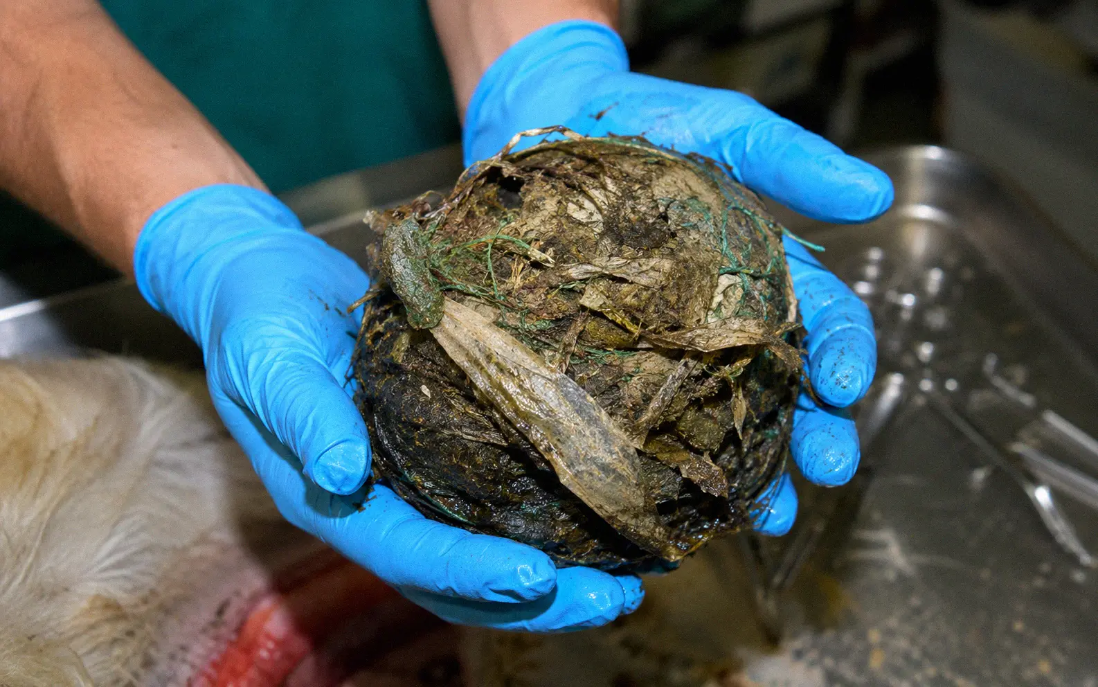 Veterinarian's gloved hands holding a tangled mass of plastic debris and twine removed from a goat's rumen during surgery