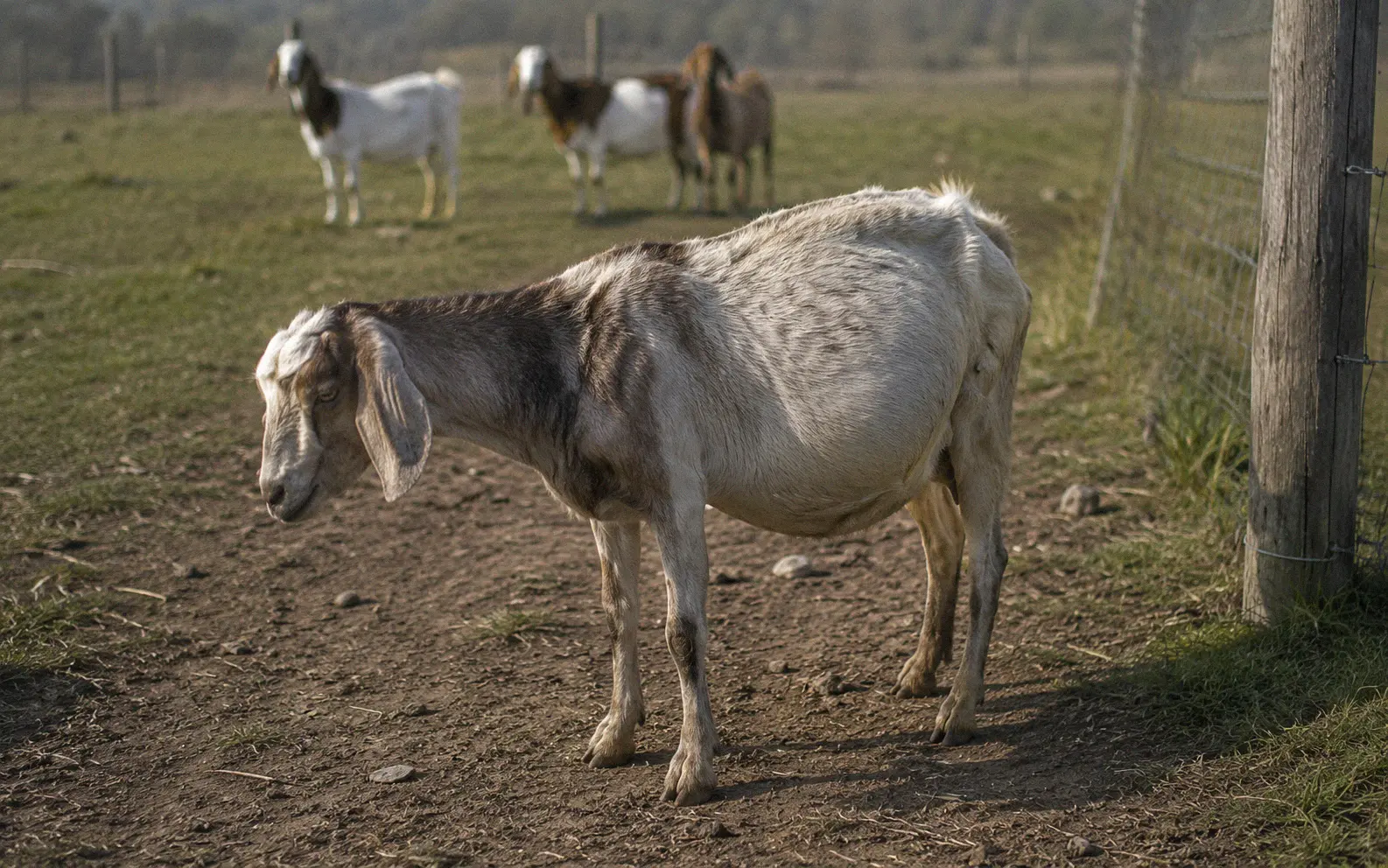 Visibly unwell goat with swollen left flank standing alone in a paddock while healthy herd members graze in the background