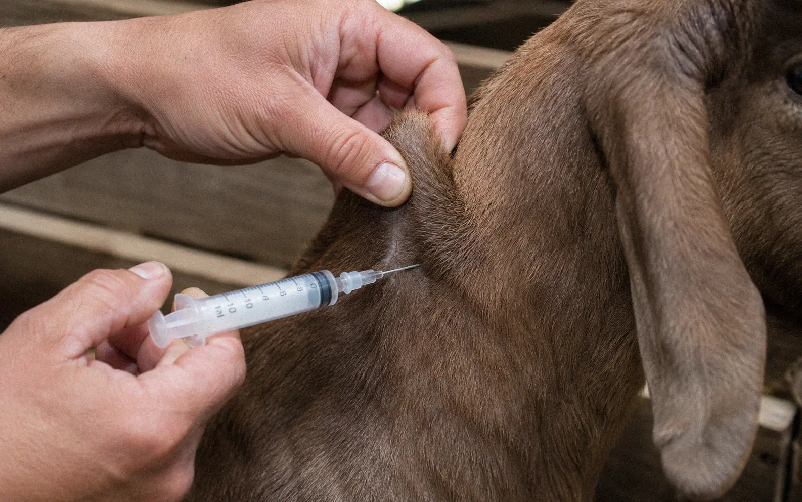 Proper subcutaneous injection technique on a goat's neck