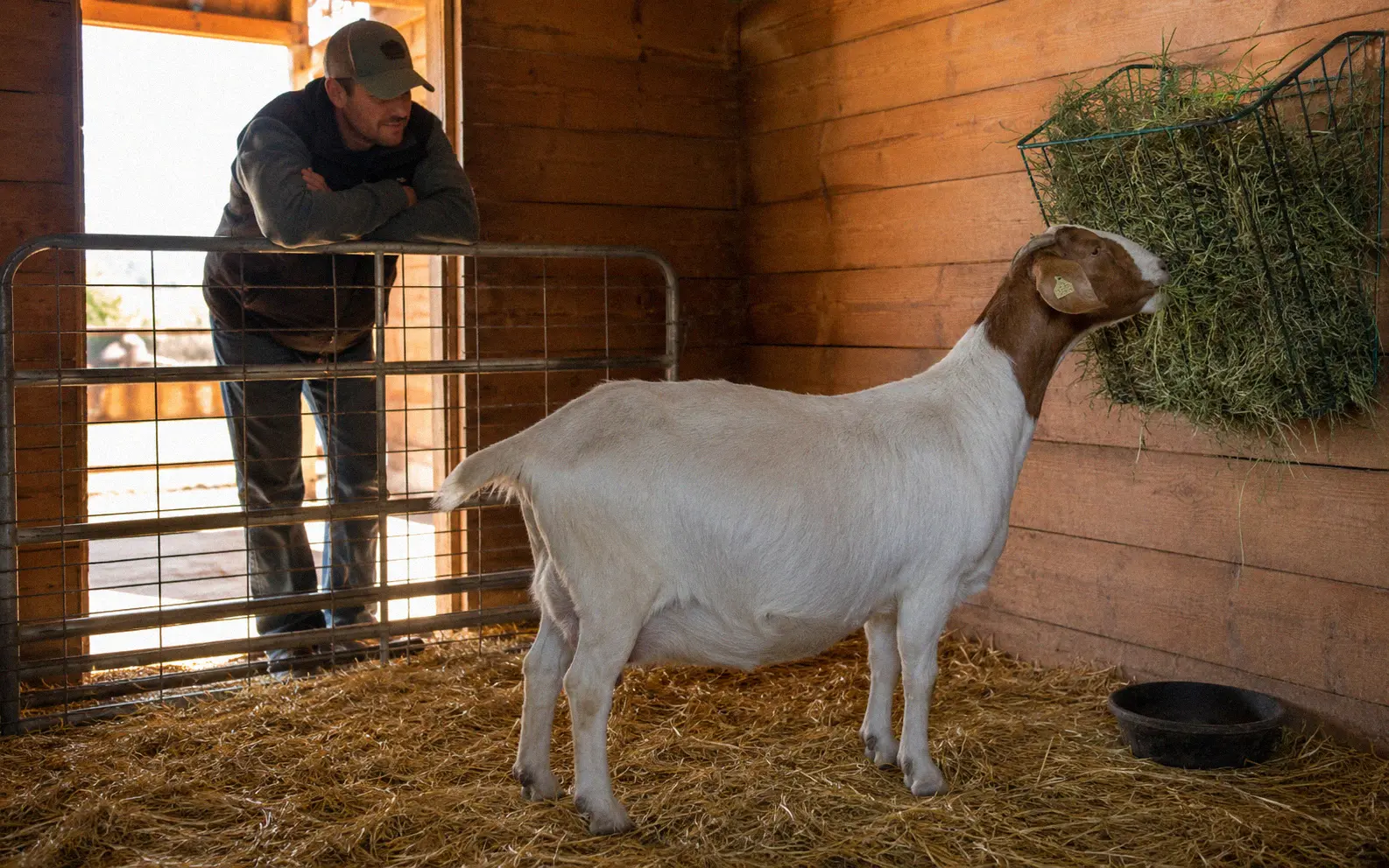 Goat owner monitoring a pregnant doe eating hay after antibiotic treatment