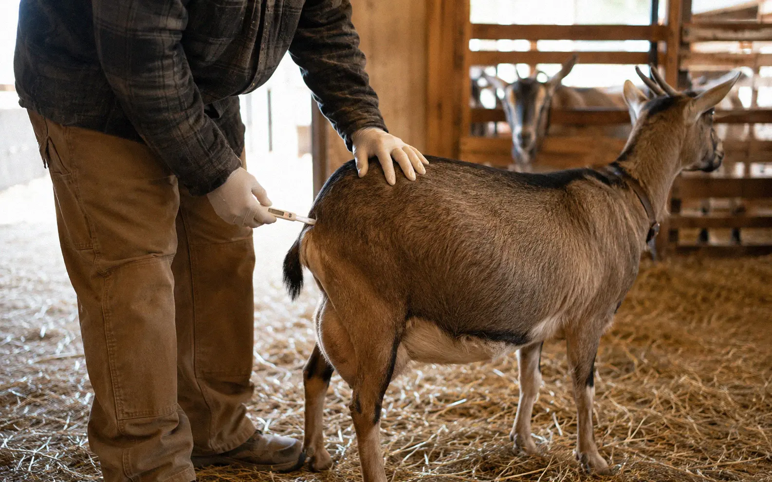 Goat owner taking a pregnant doe's rectal temperature with a digital thermometer