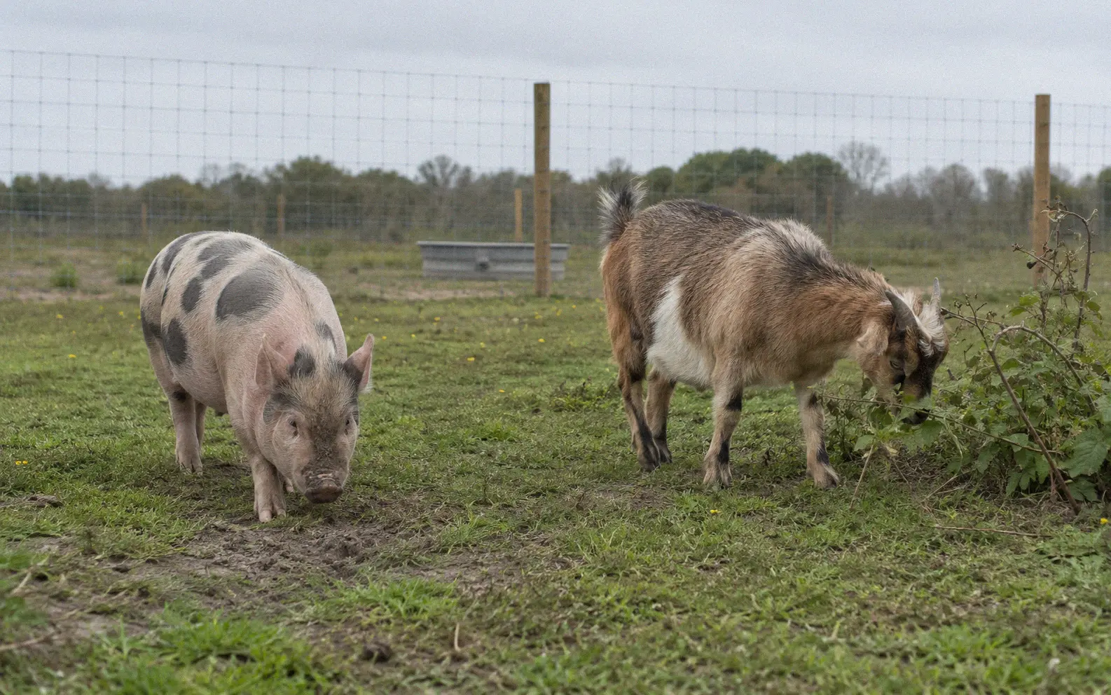 A pygmy goat and mini pig exploring a fenced pasture area together