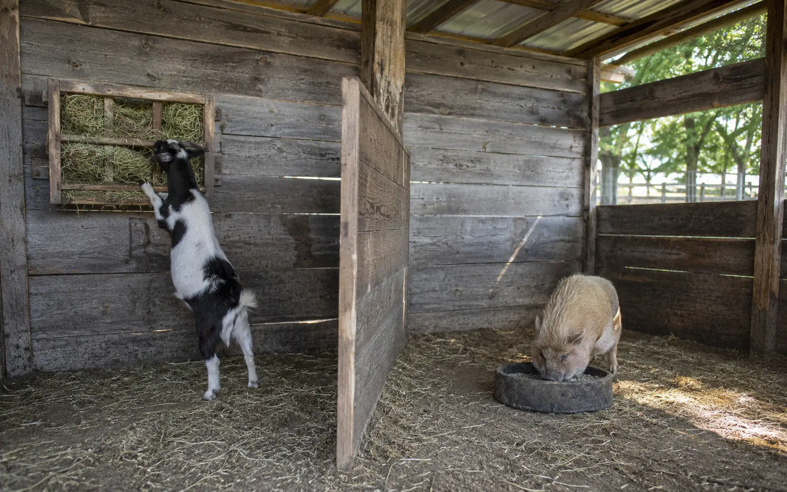 Separate feeding stations set up for a pygmy goat and mini pig on a small farm