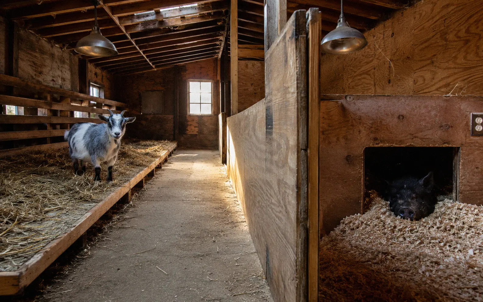 A barn interior divided into two separate housing areas for goats and pigs