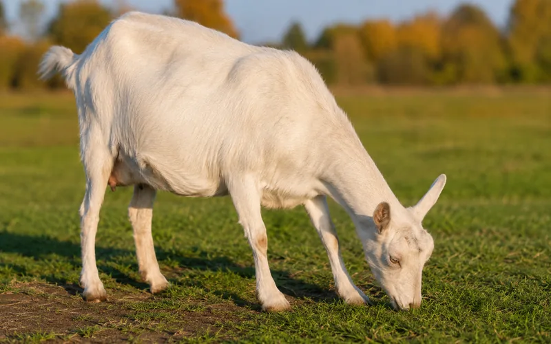 White Saanen dairy doe grazing in a green pasture under a clear autumn sky