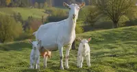 Can a Saanen Goat Have Babies Year Round? Seasonal Breeding Facts