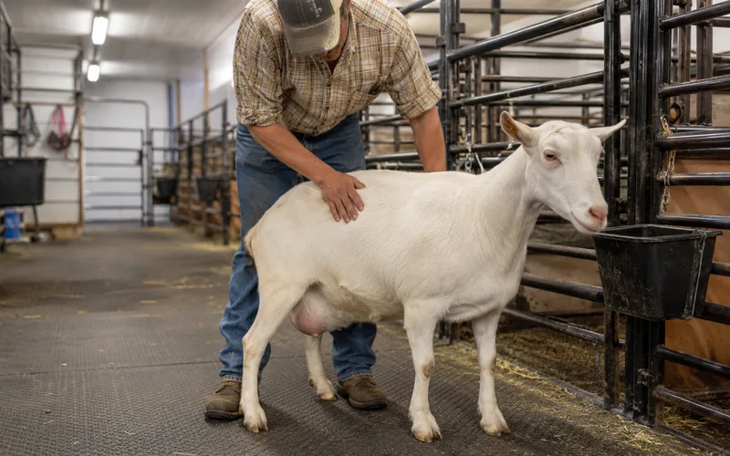 Owner checking a Saanen doe in a well-lit barn fitted with supplemental lighting