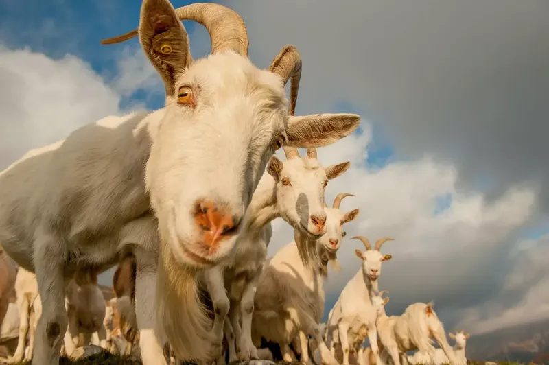Can a Saanen Goat Have Babies Year round? A Breeder's Guide to the Facts