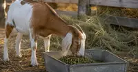Can Alfalfa Pellets Cause Goats to Bloat? Causes, Risks, and First Aid