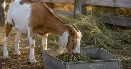 Goat eating alfalfa pellets from a trough with hay visible in the background