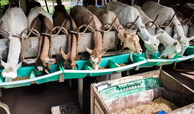 Can Alfalfa Pellets Cause Goats to Bloat? A Breeder's Guide to the Facts