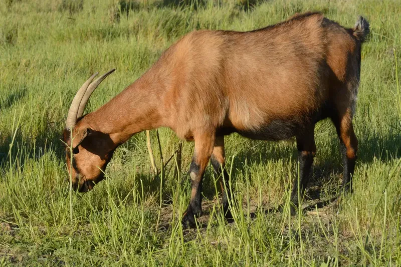 Can an Overdue Goat be Induced to Labor?
