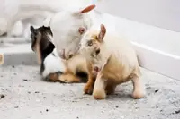 Can Baby Goats be House Trained? A Complete Guide for Goat Owners