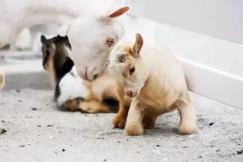 Can Baby Goats be House Trained?