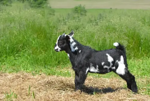 Baby goat receiving electrolyte solution from a bottle