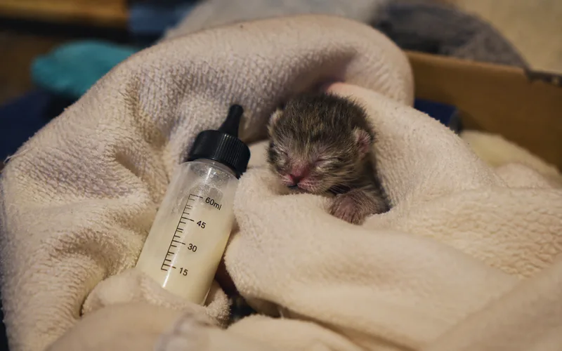 Tiny orphaned tabby kitten wrapped in a fleece blanket beside a small pet nursing bottle