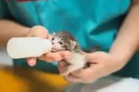 Can Baby Kittens Drink Goats Milk? Safety, Risks & Feeding Tips