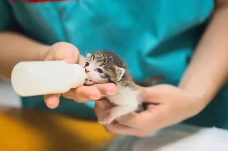Can Baby Kittens Drink Goats Milk?