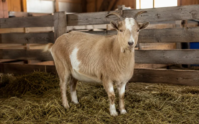 How baking soda affects goat urinary system and stone formation