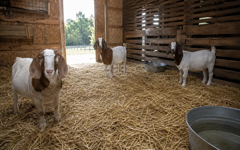 A well-kept goat pen with dry bedding, clean troughs, and good spacing between animals