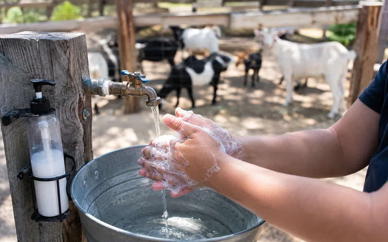 A farm visitor washing their hands with soap and water at an outdoor station after handling goats