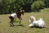 Can Dogs and Pygmy Goats Live Together? Breeds, Risks, and Safe Setup