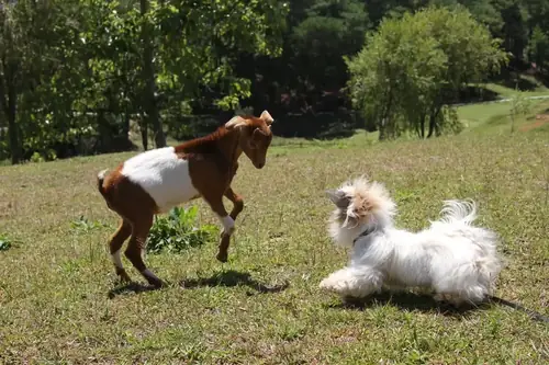 Can Dogs and Pygmy Goats Live Together?