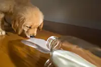Can Dogs Drink Goat Milk Everyday? Breeding Facts and What to Expect