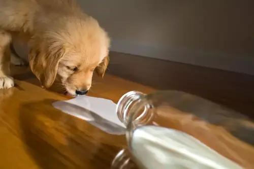 A happy dog drinking goat milk from a bowl on a farm