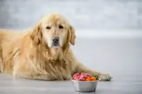 Can Dogs Eat Goat Meat? Benefits, Safety, and How to Feed It Right