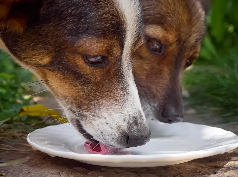 Can Dogs Have Goat Formula? Genetics, Risks, and Outcomes