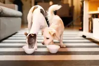 Can Dogs Have Goat Yogurt? The Benefits, Risks, and Safe Portions