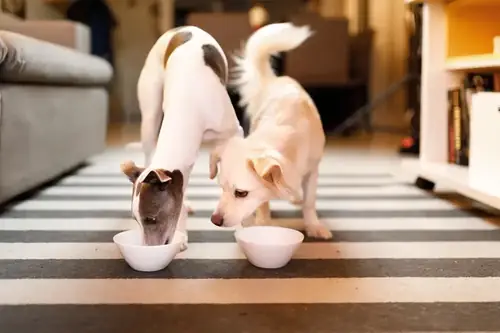 Can Dogs Have Goat Yogurt?