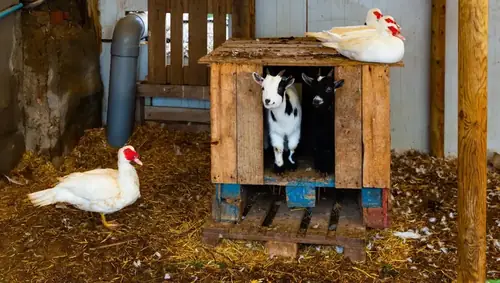 Can Ducks and Goats Coexist?
