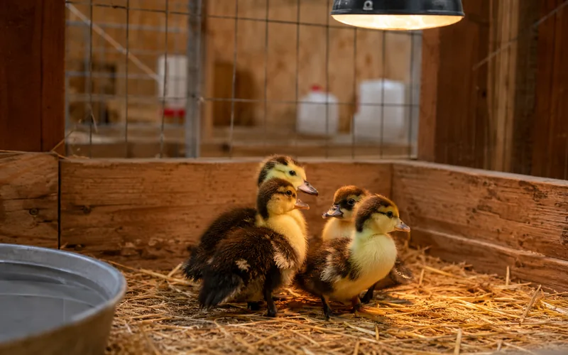 Young ducklings kept safely in a separate brooder away from the goat pen