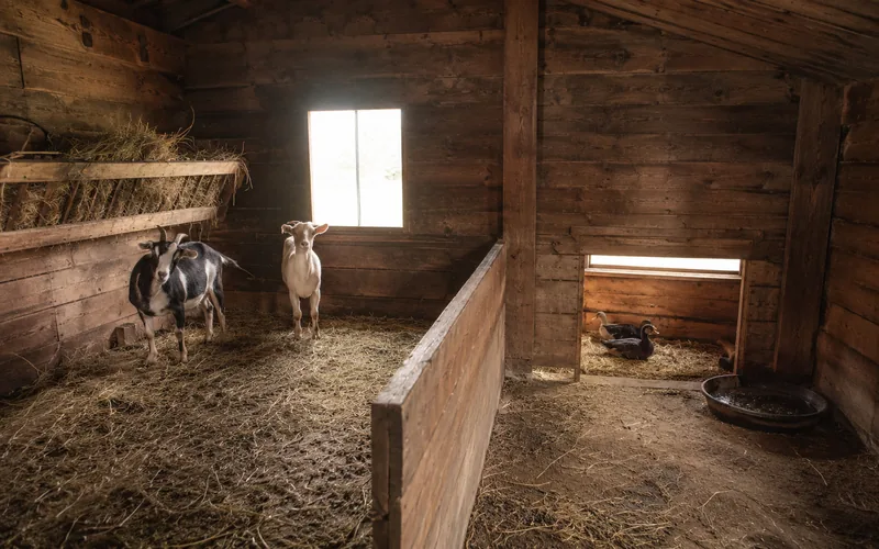 A shared barn layout with a goat side and a separate low duck nook with its own entry