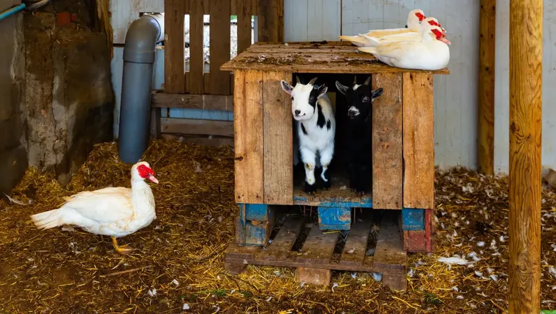 Backyard ducks foraging near grazing goats in a shared grassy pasture