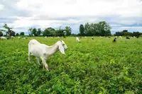 Can Goat Lice Go Into a Dormant Stage? The Seasonal Truth Explained