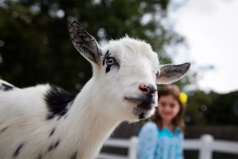 A goat owner parting a goat's coat to check the skin for lice