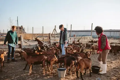 Can Goat Poop Be Used As Fertilizer?