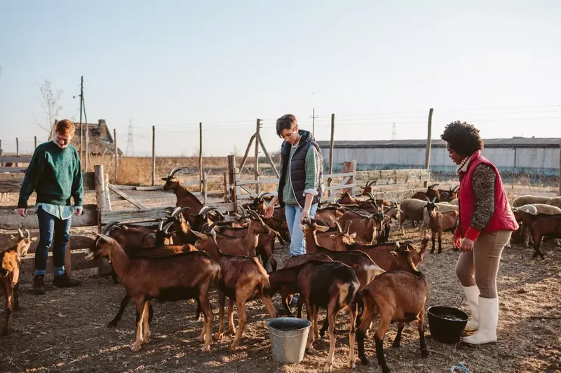 Can Goat Poop Be Used As Fertilizer? A Complete Guide for Goat Owners