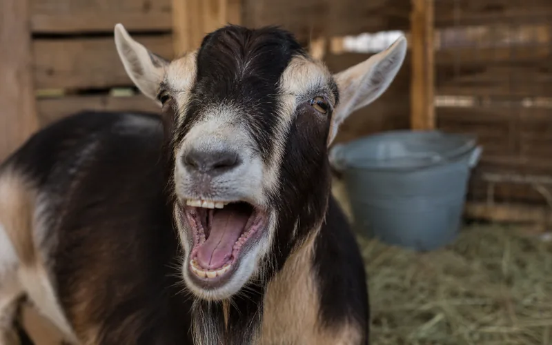 A goat with its mouth wide open mid-bleat in a farm pen