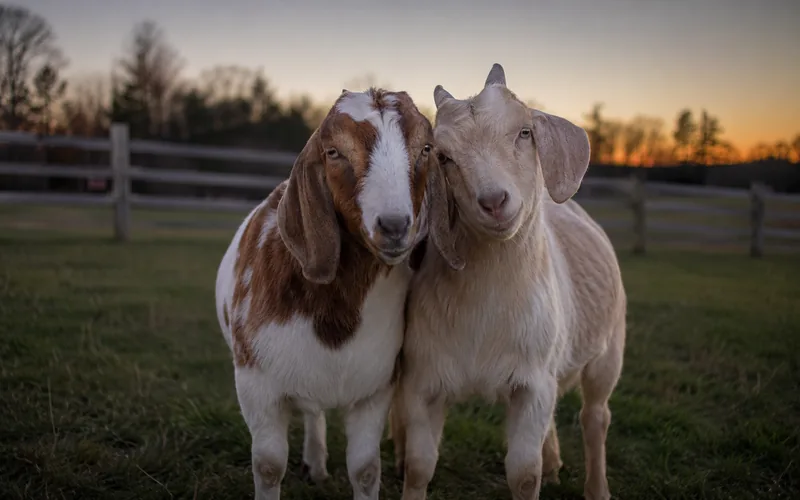 Two goats standing close together at dusk in a fenced pasture