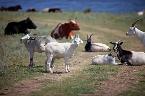 Goats and a cow grazing peacefully together in the same green pasture