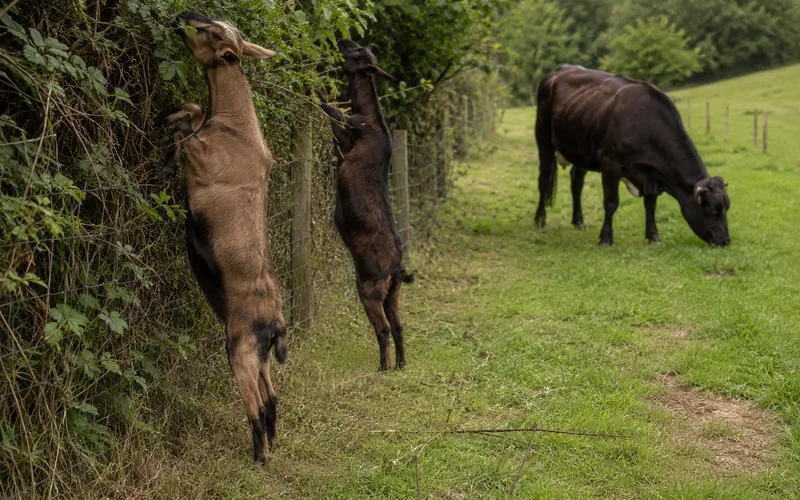 Goats browsing brush along a fence line while cattle graze grass nearby in the same field