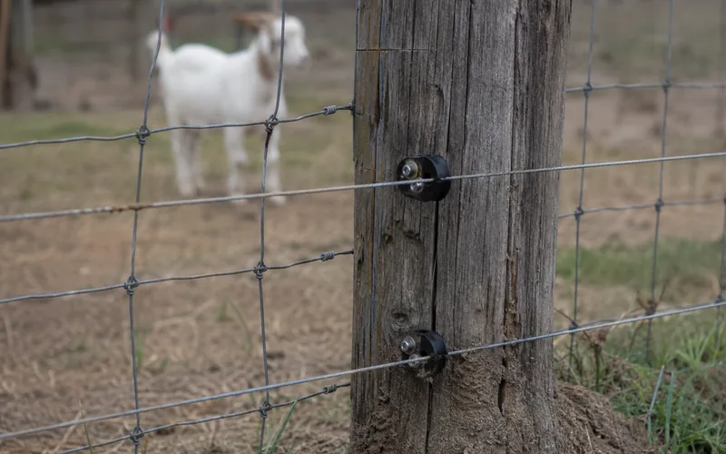 Electric wire strands added to the inside of a cattle fence to contain goats