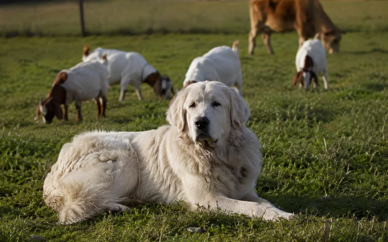 A Great Pyrenees livestock guardian dog resting near a mixed herd of goats and cattle in a pasture